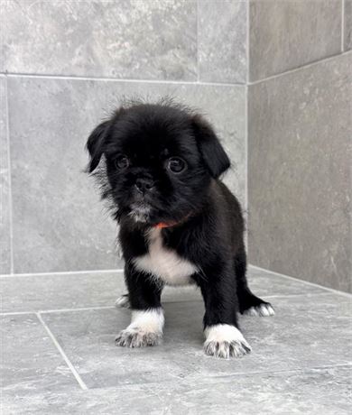 Pug/Shihtzu 25541-01