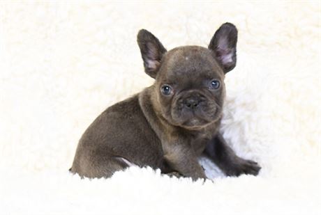 Cove ~ Gorgeous AKC French Bulldog!! ~* CHRISTMAS BABY *~