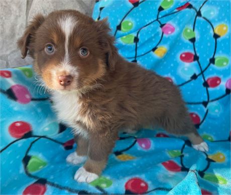 OUTSTANDING RED TRI BABY BOY