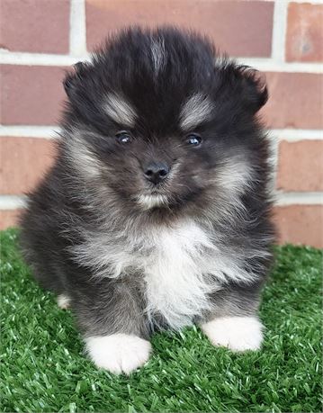 APRI Pomeranian Male
