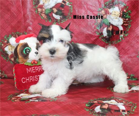 Miss Cassie- Gorgeous Mega Coated Black, Tan and White