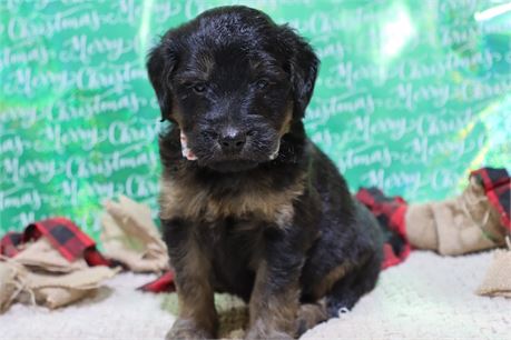 USDA CLEAN* F1 Goldendoodle