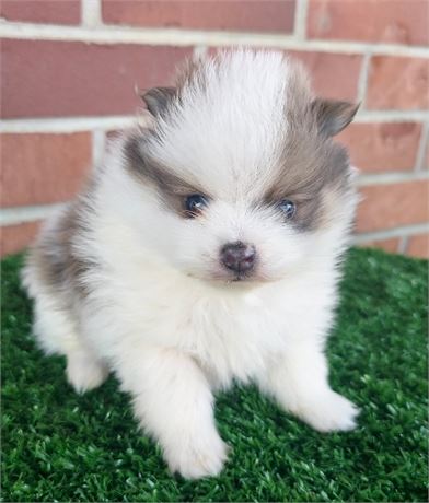 APRI Pomeranian Male