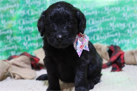 USDA CLEAN* F1 Goldendoodle