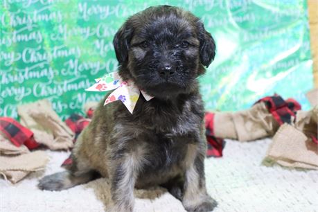 USDA CLEAN* F1 Goldendoodle