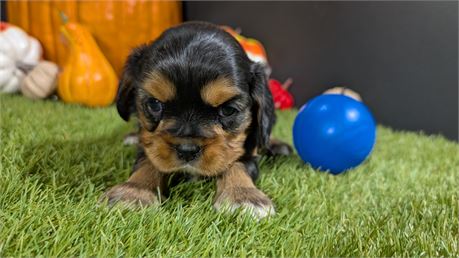 Black and Tan Male cavalier