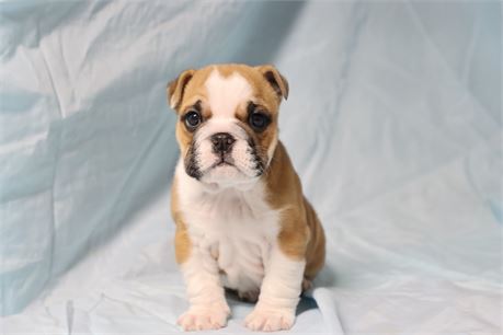 ENGLISH BULLDOG