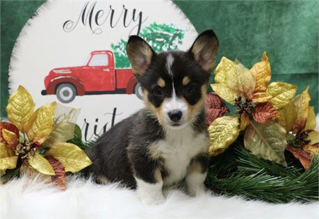 Peter--Black Tri Male Corgi  UABR