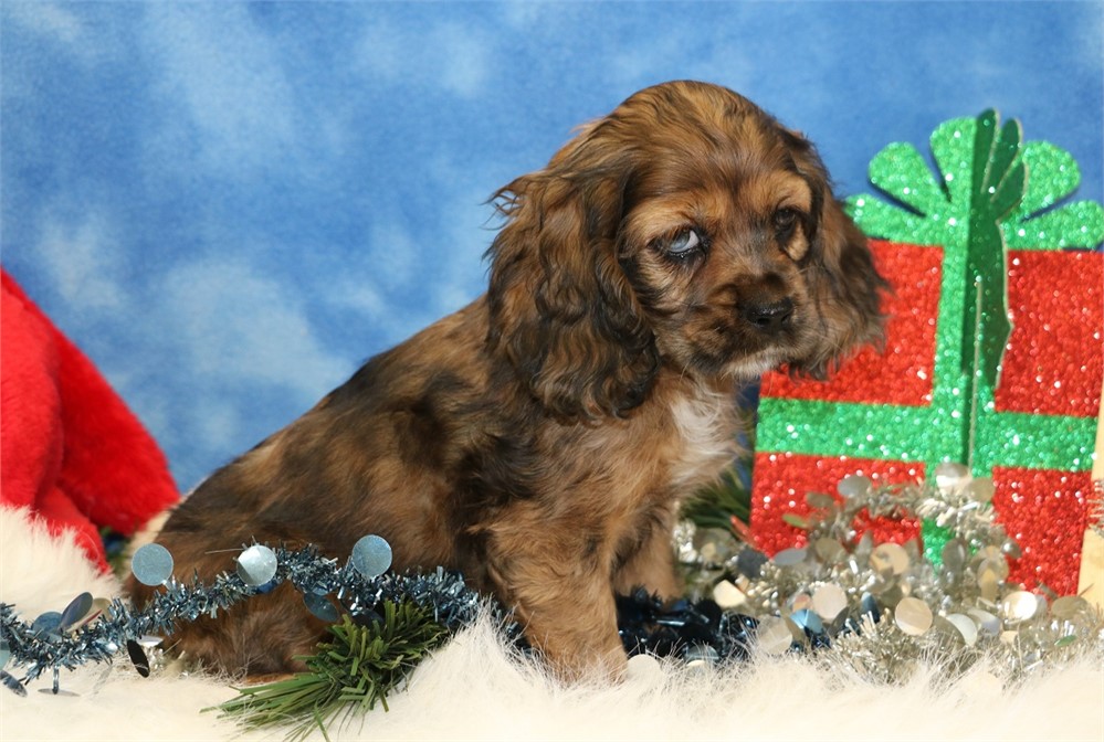 Hailey--Sable Merle Female Cocker Spaniel UABR