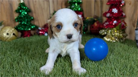 Blenheim Male Cavalier