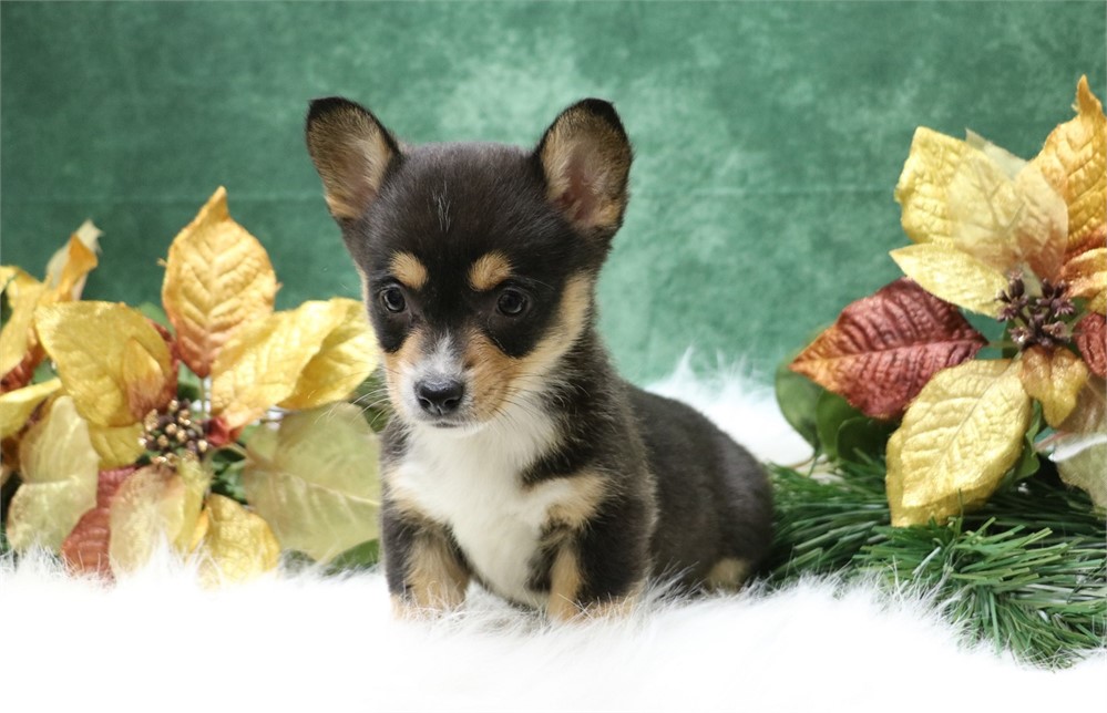 Paula--Black Tri Female Corgi  UABR