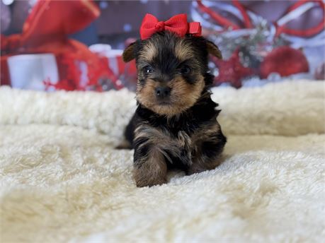 Small Yorkie Female