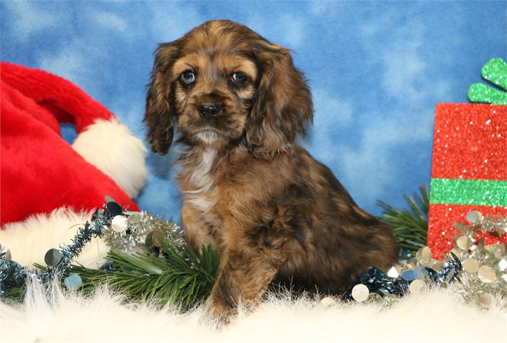 Hailey--Sable Merle Female Cocker Spaniel UABR