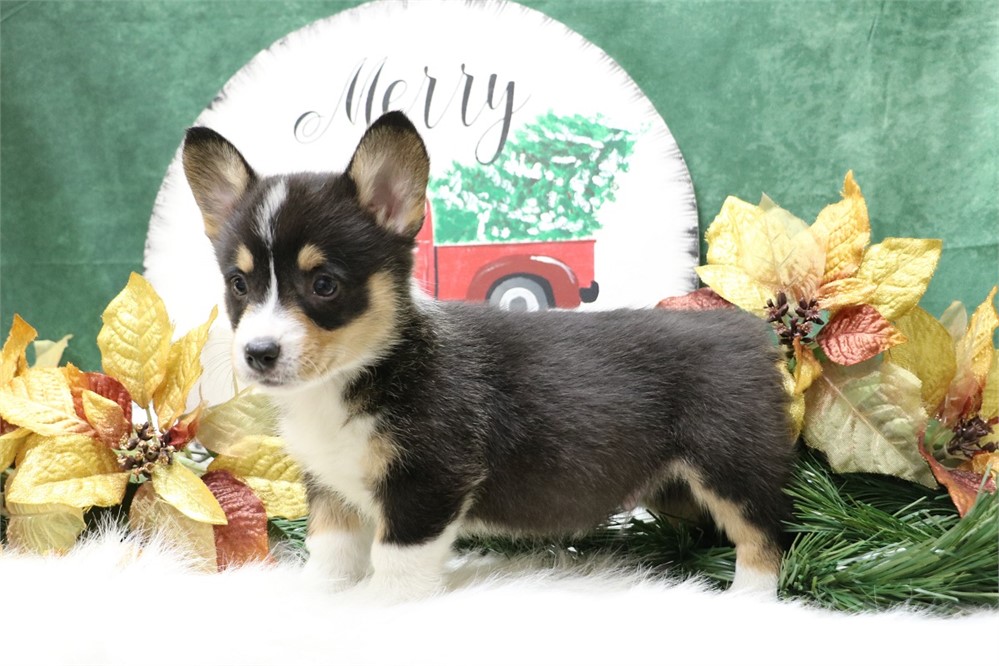 Peter--Black Tri Male Corgi  UABR
