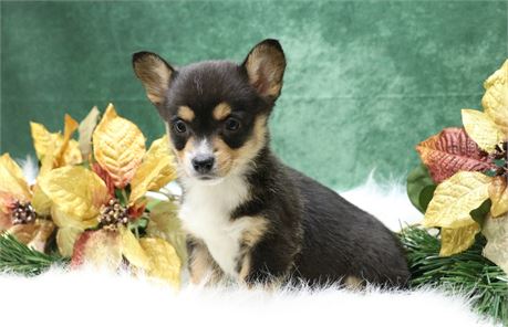 Paula--Black Tri Female Corgi  UABR