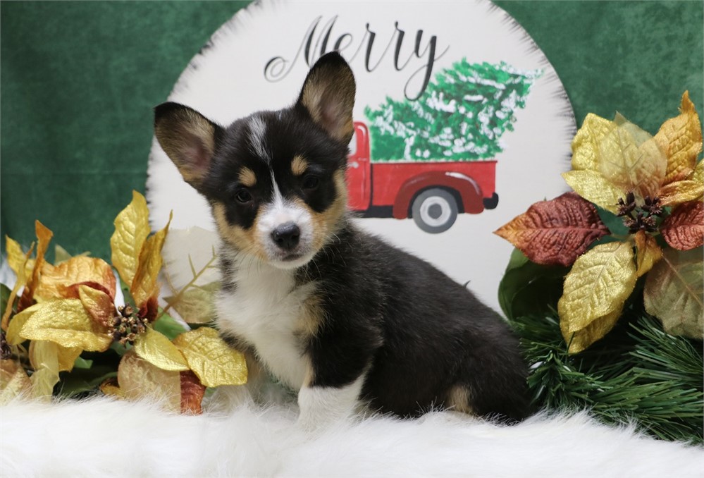Peter--Black Tri Male Corgi  UABR