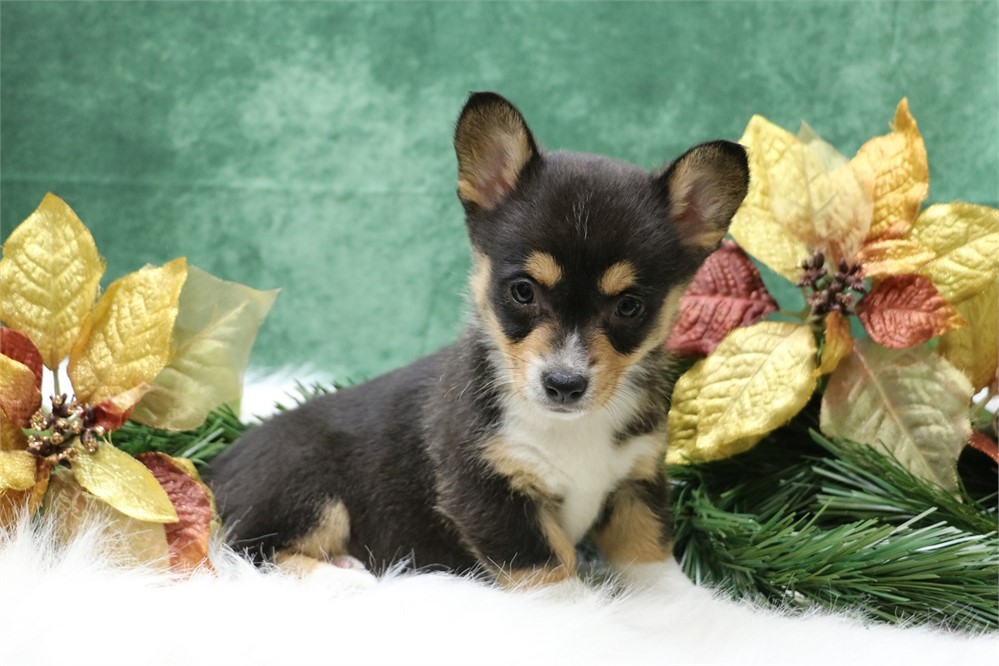 Paula--Black Tri Female Corgi  UABR