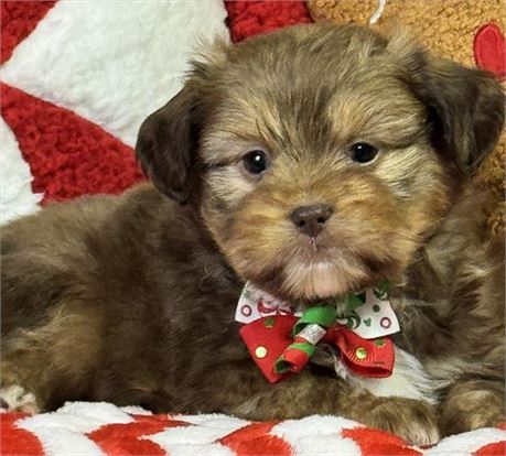 Male-Shih Tzu/Toy Aussie