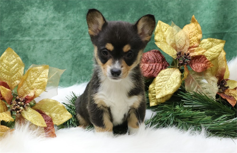 Paula--Black Tri Female Corgi  UABR