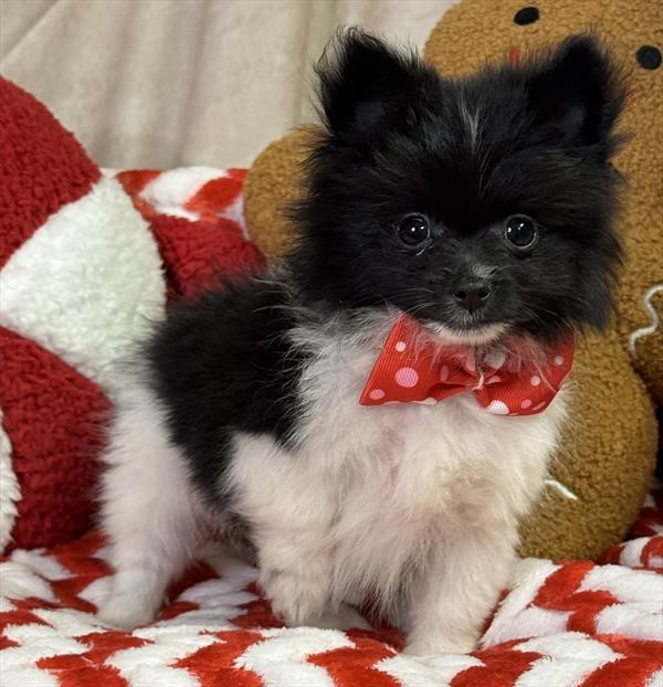 Pomeranian-tiny! 1.10 @ 10 weeks