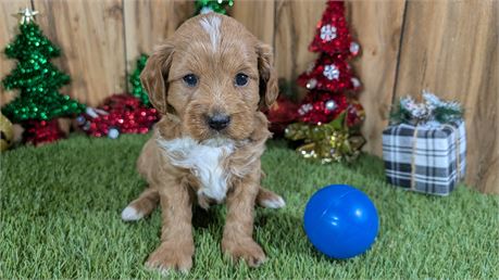 F1B Male Cavapoo