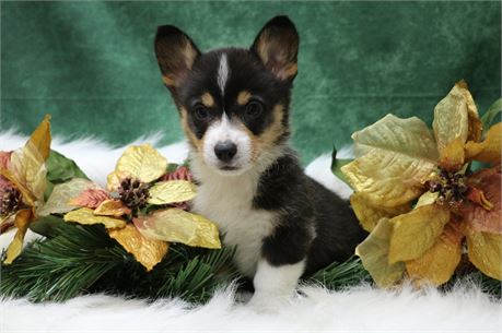 Parker--Black Tri Male Corgi  UABR