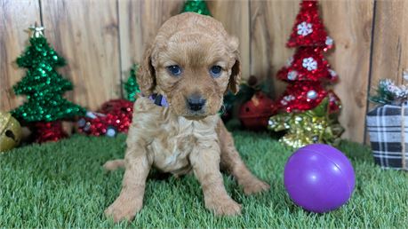 F1B Female Cavapoo