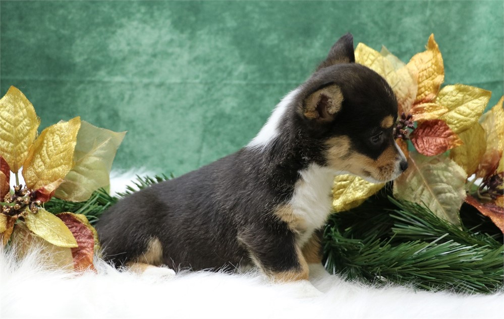 Paula--Black Tri Female Corgi  UABR