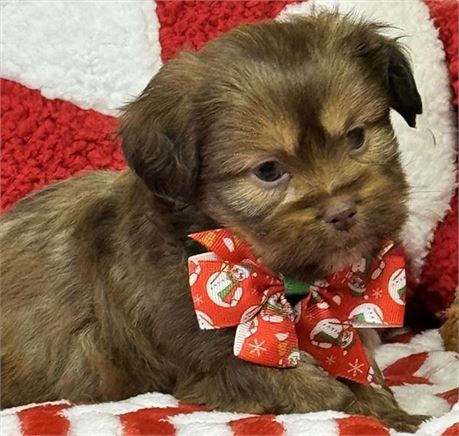 Male-Shih Tzu/Toy Aussie
