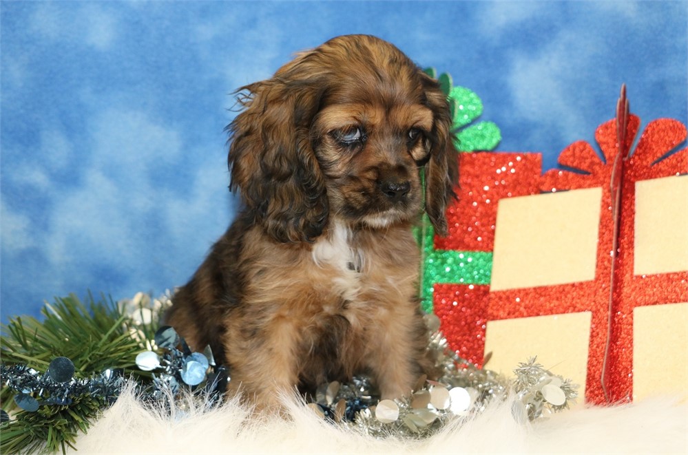 Hailey--Sable Merle Female Cocker Spaniel UABR