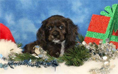 Candy--Blue Merle Female Cocker Spaniel UABR