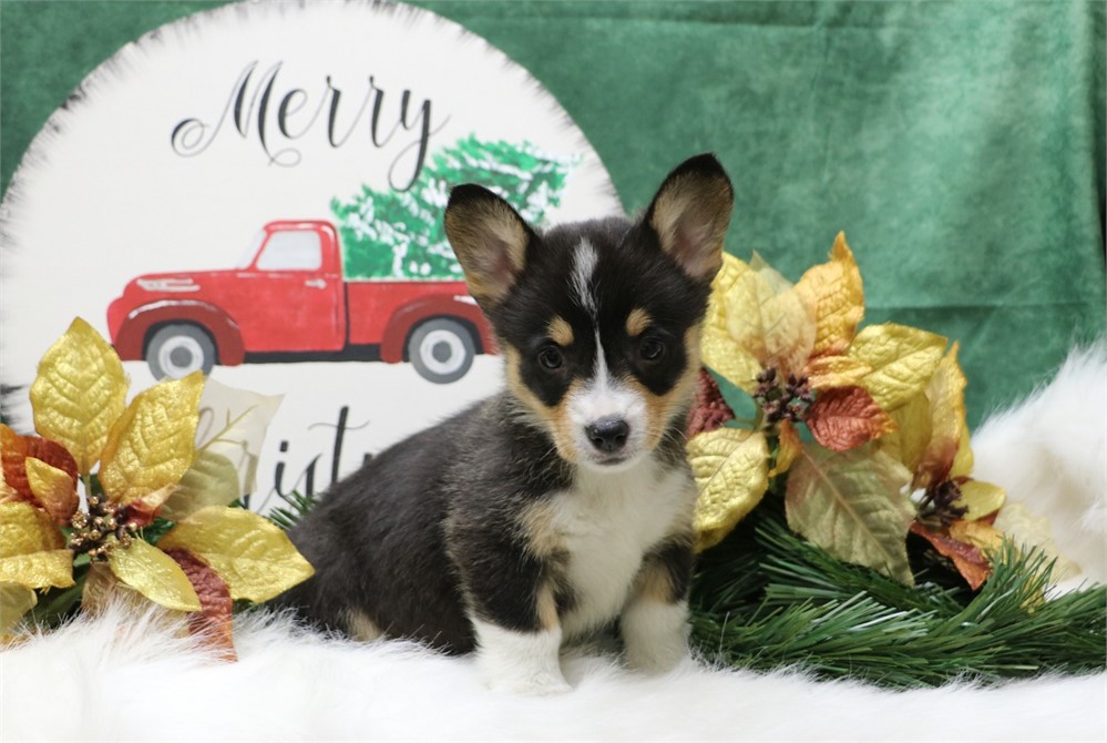 Peter--Black Tri Male Corgi  UABR