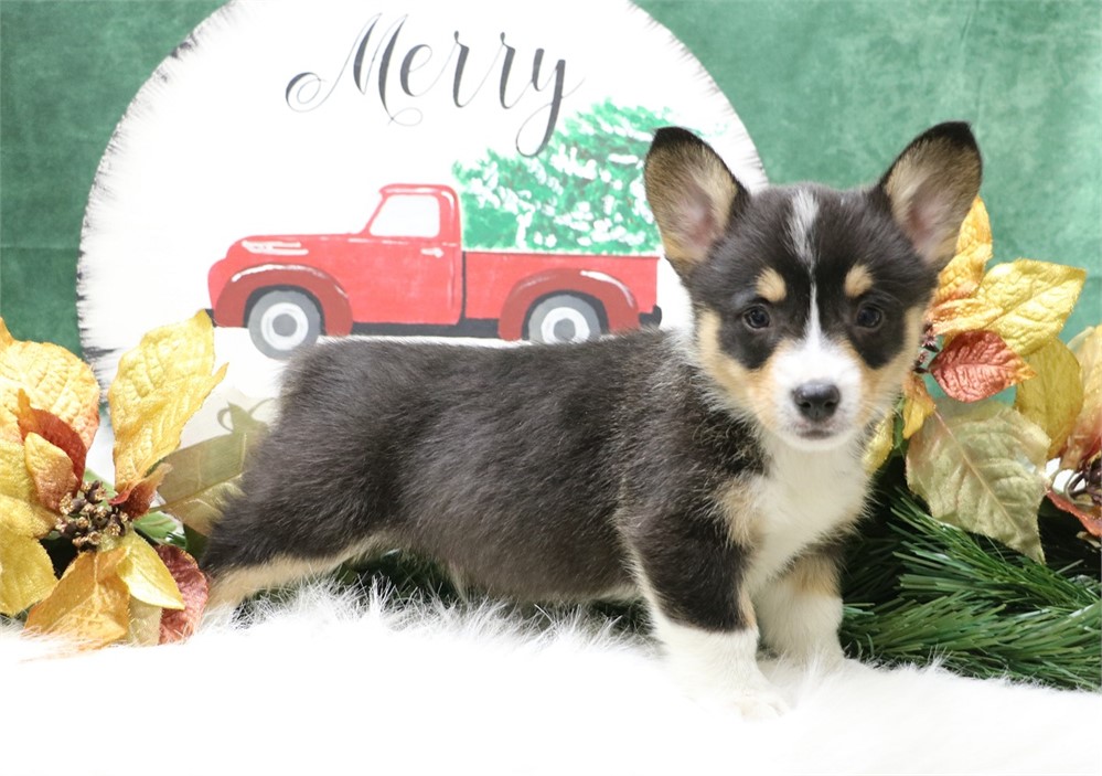 Peter--Black Tri Male Corgi  UABR