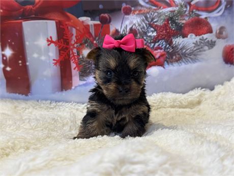 Small Yorkie Female