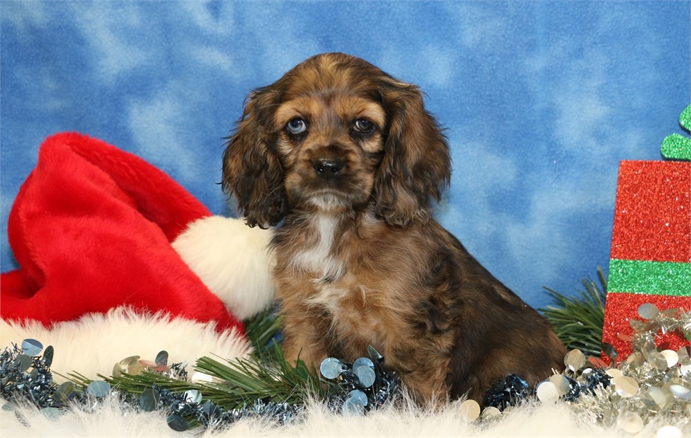 Hailey--Sable Merle Female Cocker Spaniel UABR