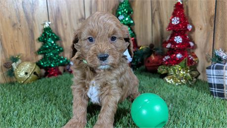 F1B Male Cavapoo
