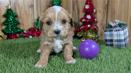 Red Female Cavapoo