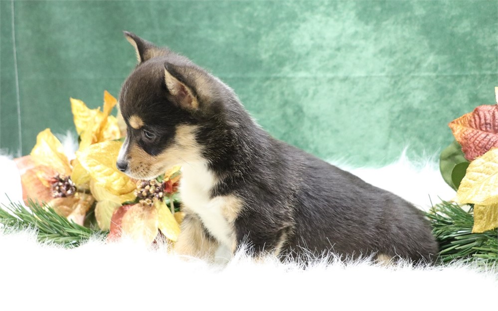 Paula--Black Tri Female Corgi  UABR