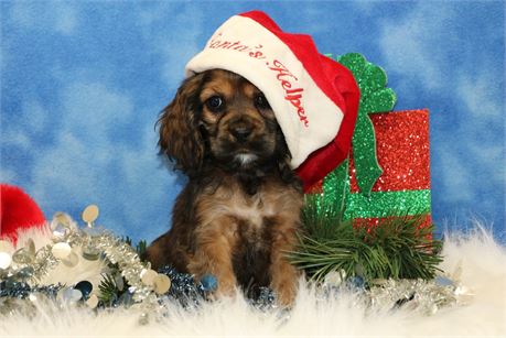 Clairice--Sable Female Cocker Spaniel UABR
