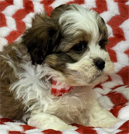 Male-ShihPoo