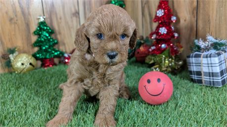 F1B Female Cavapoo
