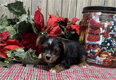 Female Yorkshire Terrier