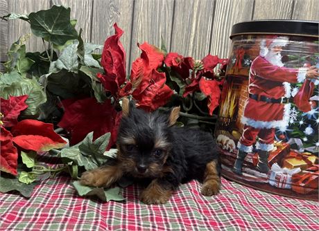 Female Yorkshire Terrier