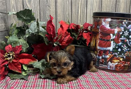 Female Yorkshire Terrier