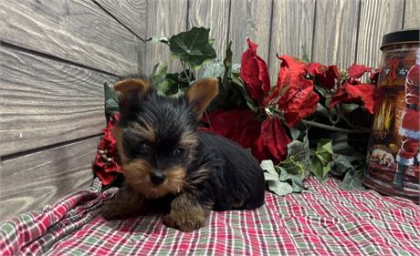 Male Yorkshire Terrier