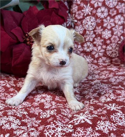 Chihuahua- Carmello’s # 5 (F)