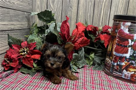 Female Yorkshire Terrier