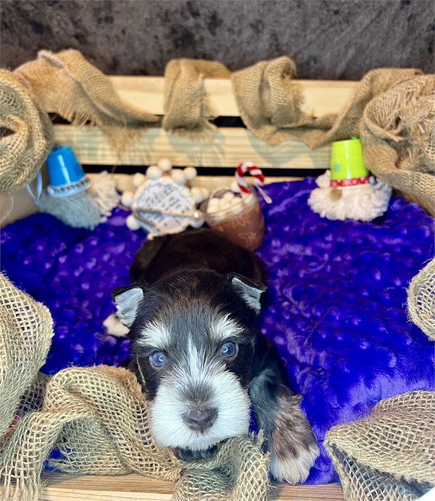 Beautiful Ms. Pink- Liver/Tan Phantom