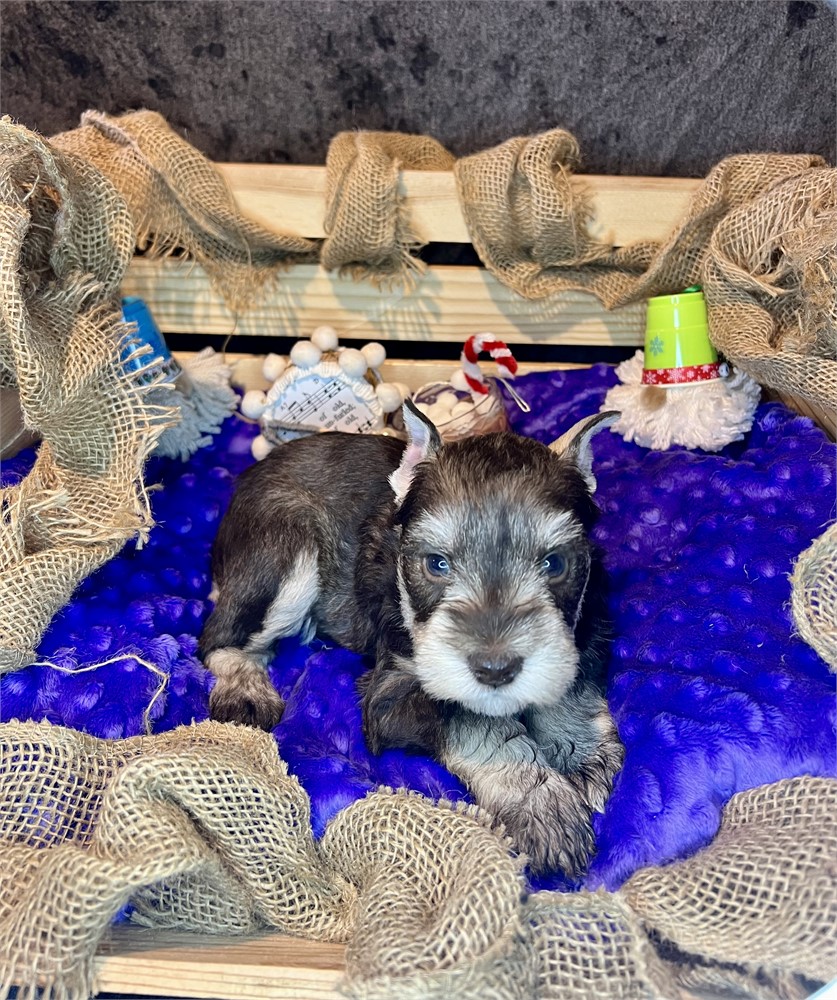 Handsome Mr. Red- Liver/Tan Pepper