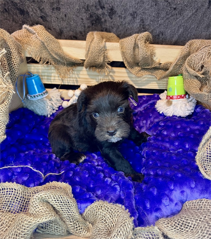 Beautiful Ms. Purple- Liver